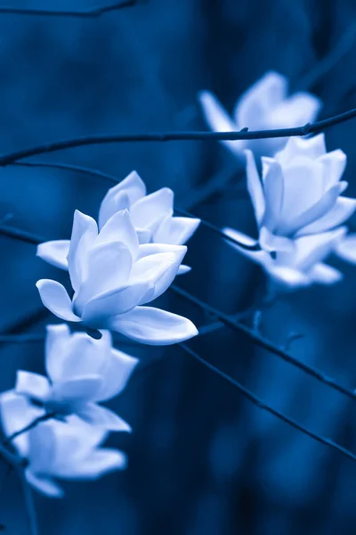 优雅的白色木兰花在月光下盛开 明亮美丽的白色花瓣映衬着深蓝色的背景 有选择的重点 — 图库照片