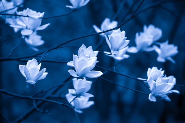 Κομψά Λευκά Λουλούδια Μανόλια Ανθίζουν Στο Φως Του Φεγγαριού Φωτεινά — Φωτογραφία Αρχείου