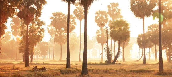 Живописные Пальмы Рисовых Полях Летним Утром Теплый Восход Солнца Светит — стоковое фото