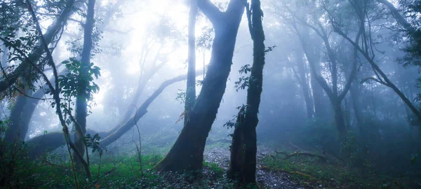 青い霧の中の神秘的な原生林 柔らかい日差しが熱帯の木の幹に成長する着生植物に野生の木の枝を通して輝きます — ストック写真