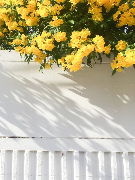 Beautiful flower garden fence on sunny summer, abstract striped shadow on white concrete fence. Focus on fence.