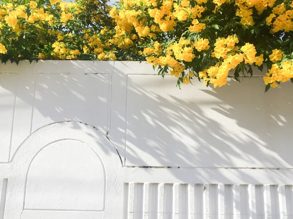 Красивый Цветочный Забор Солнечное Лето Абстрактная Полосатая Тень Белом Бетонном — стоковое фото