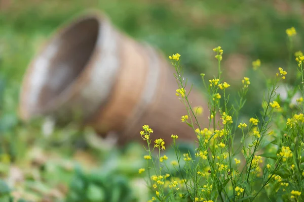 Blühende Wildgelbe Blumen Einem Gemüsegarten Hintergrund Ein Bambuskorb Schließen Horizontale — Stockfoto