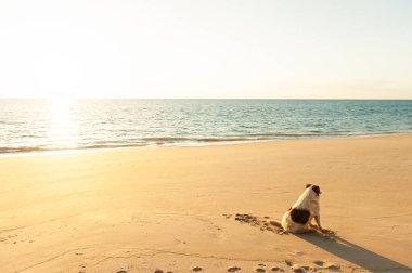 Gün batımında güneşlenen mutlu bir yerli köpek, gün batımında kumsalda güneşlenen mutlu bir köpeğin arka görüntüsü..