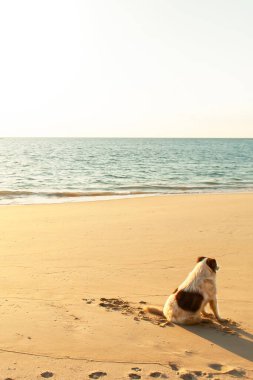Gün batımında güneşlenen mutlu bir yerli köpek, gün batımında kumsalda güneşlenen mutlu bir köpeğin arka görüntüsü..