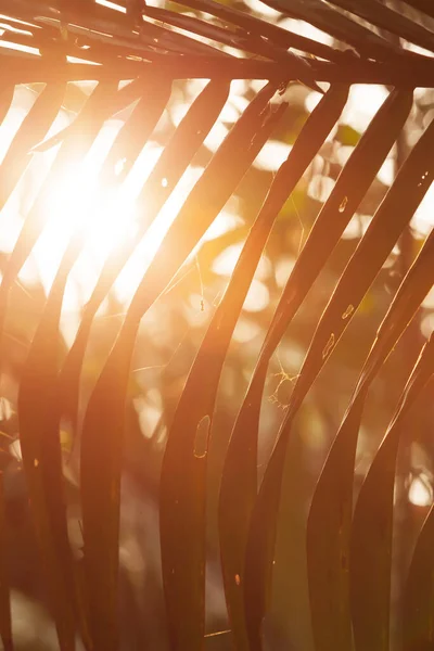 Glödande Sol Lyser Genom Palmblad Varm Solstråle Med Linsbloss Selektivt — Stockfoto