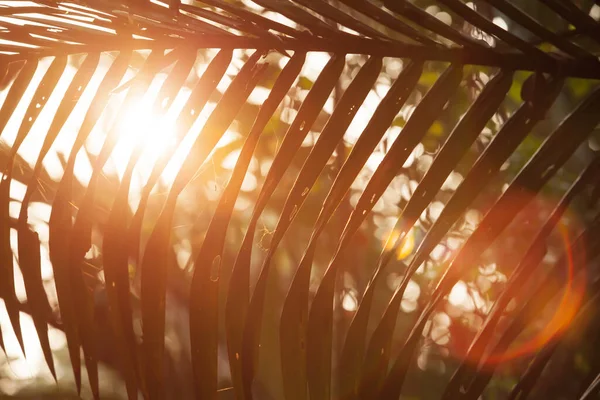 Glödande Sol Lyser Genom Palmblad Varm Solstråle Med Linsbloss Selektivt — Stockfoto