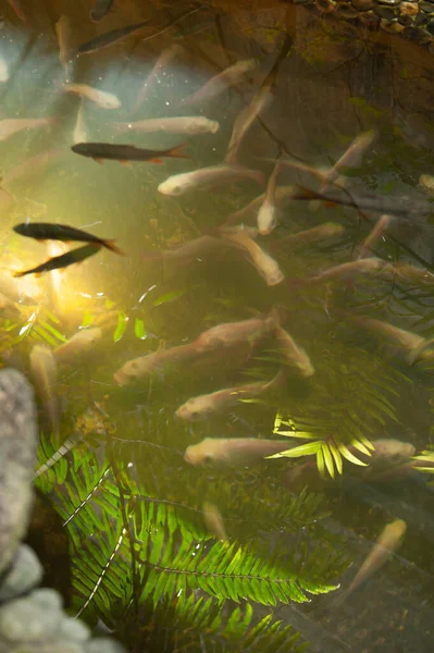Decoratieve Vissen Zwemmen Een Kunstmatige Tropische Vijver Een Huis Zonnestraal — Stockfoto