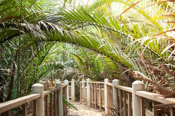 Пустой Заброшенный Деревянный Проход Бетонных Столбах Покрытых Пальмовым Лесом Сосредоточьтесь — стоковое фото