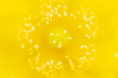 Hypericum fahişesi Wight & Arn 'ın sarı polenini yakından çek. çiçek.