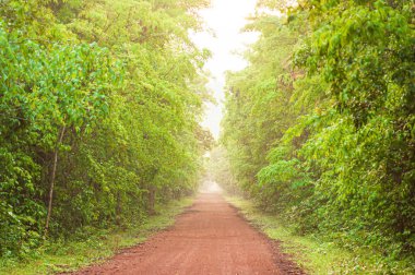 Sabahın erken saatlerinde tropikal bir ormana giden uzun düz toprak bir yol. Pang Sida Ulusal Parkı, Tayland. Önplana odaklan.