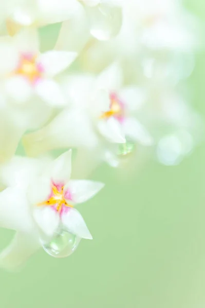 开花的白色Hoya寄生虫病 Roxb 用花蜜浇花 专注于粉色花瓣 — 图库照片
