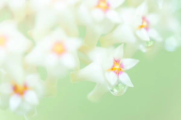 Blooming White Hoya Parasitica Roxb Wall Wight Flower Nectar Close — Stock Photo, Image