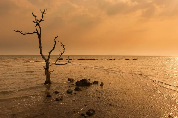 Dramatic storm sea over the lonely dead tree, the lonely dead tree stands in the storm sea. Climate change concept.