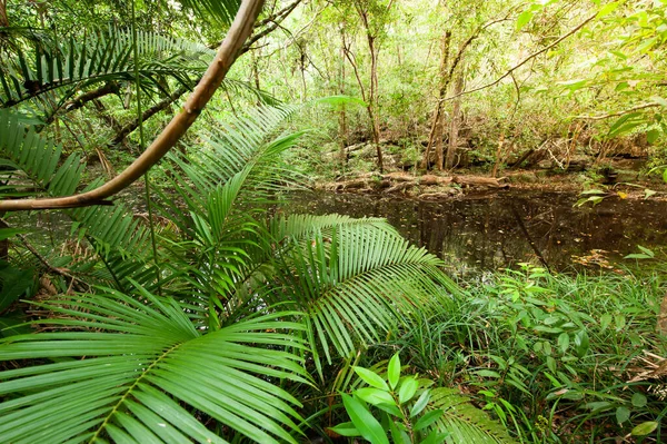 早朝の深い熱帯雨林 小川に沿って成長する緑豊かな籐や熱帯植物 タイとカンボジアの国境近くの古代の森 — ストック写真