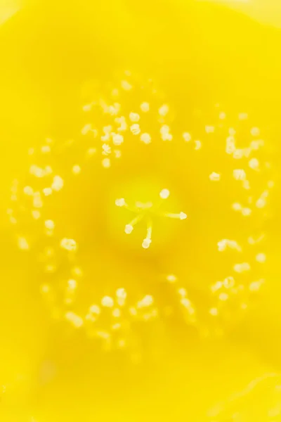 Крупним Планом Знімок Жовтого Пилку Hypericum Hookerianum Wight Arn Квітка — стокове фото