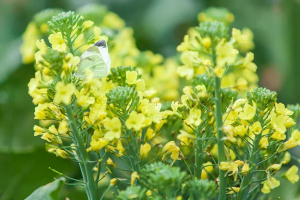 Der Kleine Kohlweißling Bestäubt Kohlblume Ein Weißer Schmetterling Bestäubt Gelbe — Stockfoto