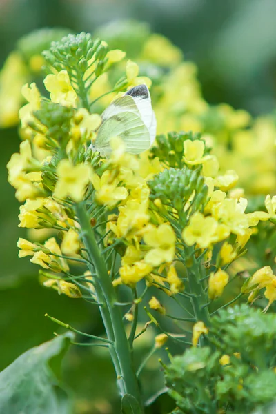 양배추 꽃에서 수분을 양배추 흰나비는 아침에 유기농 밭에서 노란색 수분을 — 스톡 사진
