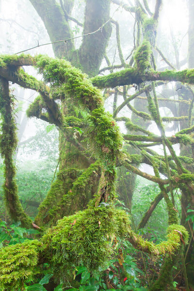 Pure tropical rainforest in the morning mist, lush moss and tropical plants growing in the roots and trunk of ancient trees. Doi Pha Hom Pok National Park, Thailand and Myanmar border.