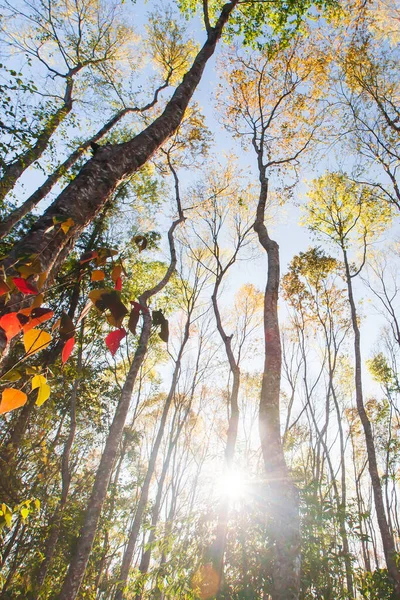 Bosque Primavera Brillante Colorido Amanecer Rayo Sol Brilla Través Ramas —  Fotos de Stock