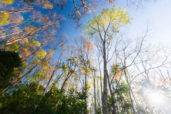 日出时明亮多彩的春天森林 阳光照射在五彩斑斓的嫩叶上 穿过野树的枝条 早上动机的概念 低角度视图 — 图库照片