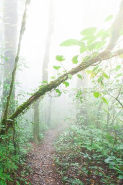 Tropikal yağmur ormanlarında sakin bir patika, gövdede büyüyen yemyeşil tropikal bitkiler ve antik ağaçların dalları, sisli yağmur ormanlarında gün doğumu parlar..