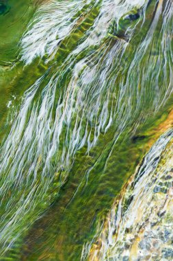 Nehir otunun soyut renkleri ve kaplıcaların sığ sularında yetişen yosunlar. Yakın plan. Üst görünüm.