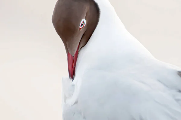 Portrait Brown Headed Gull Relaxing While Perching Stump Beautiful White — Stock Photo, Image