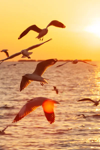 Manada Gaviotas Volando Cielo Atardecer Reflejo Brillante Del Sol Superficie — Foto de Stock