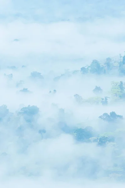 Wspaniała Sceneria Tropikalnego Lasu Deszczowego Porannej Mgle Delikatnie Biała Mgła — Zdjęcie stockowe