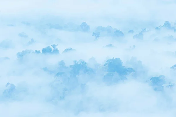 Nádherná Scenérie Tropického Deštného Pralesa Ranní Mlze Jemně Bílá Mlha — Stock fotografie