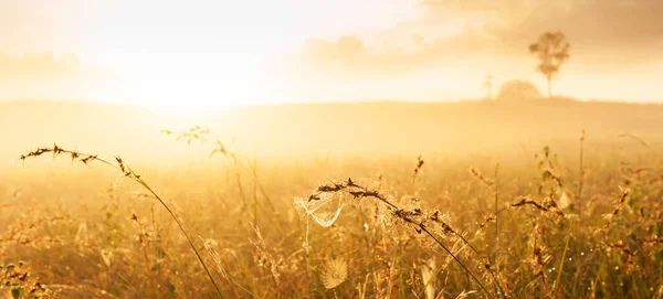 Gloeiend Spinnenweb Hangend Aan Grasbloemen Bij Zonsopgang Glinsterend Spinnenweb Ochtenddauw — Stockfoto