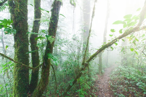 Tranquillo Sentiero Una Foresta Pluviale Tropicale Lussureggianti Piante Tropicali Che — Foto Stock