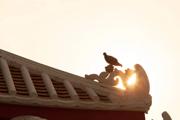 A Pigeon is perching on ancient Chinese shrine rooftop at sunset, sunbeam shines through gable and flower mosaic tile. Wat Arun, tourist attractions in Bangkok, Thailand. Silhouette.