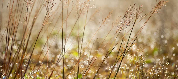 背景に明るく輝く朝露と野生の草のクローズアップ 選択的焦点 — ストック写真