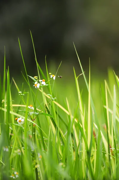 Весной Цветут Маленькие Неизвестные Насекомые Опыляющие Ромашки Селективный Фокус — стоковое фото