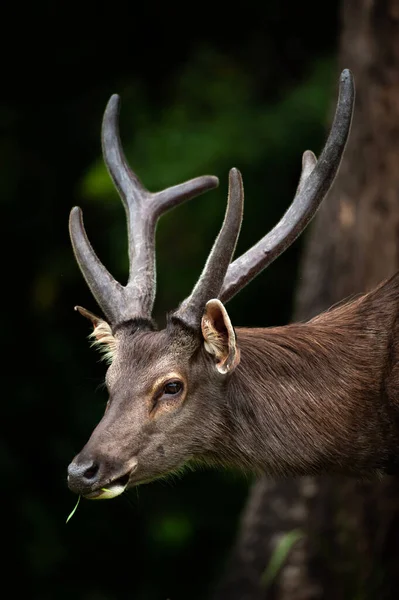 Porträtt Svamp Som Äter Grönt Gräs Morgonen Ljus Khao Yai — Stockfoto