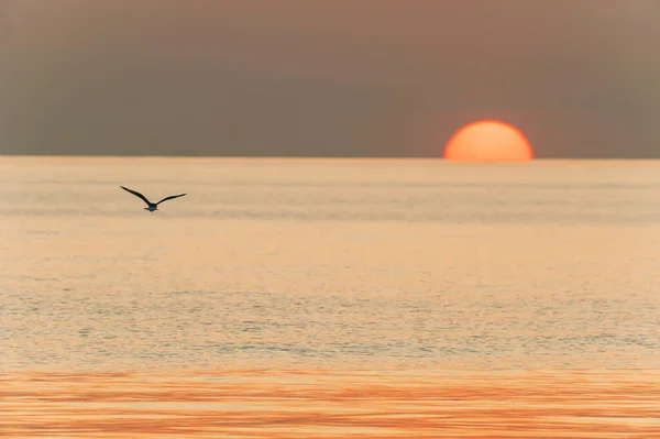 A Seagull flying towards the sun in the sea. Exploration, Journey concepts.