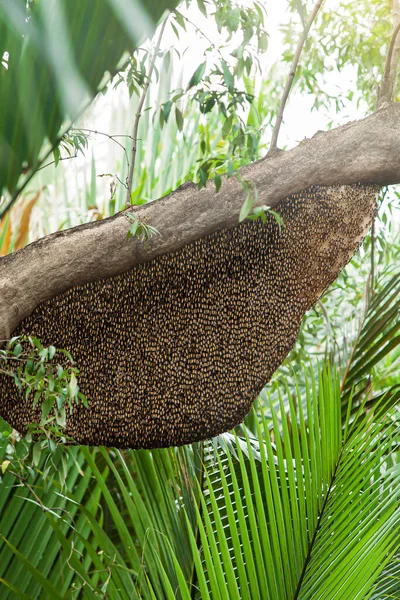 Een Grote Korf Van Aziatische Honingbij Tak Van Mangrove Boom — Stockfoto