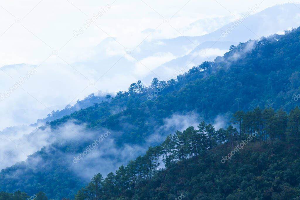 Scenery early morning views over pine forest, gently light blue mist covered pine forest and mountain range. Doi Ang Khang, Chiang Mai, Thailand.