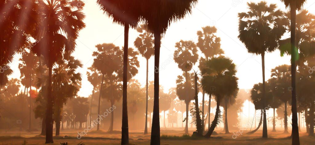 Landscape of paddy fields with sugar palm trees in the morning mist.