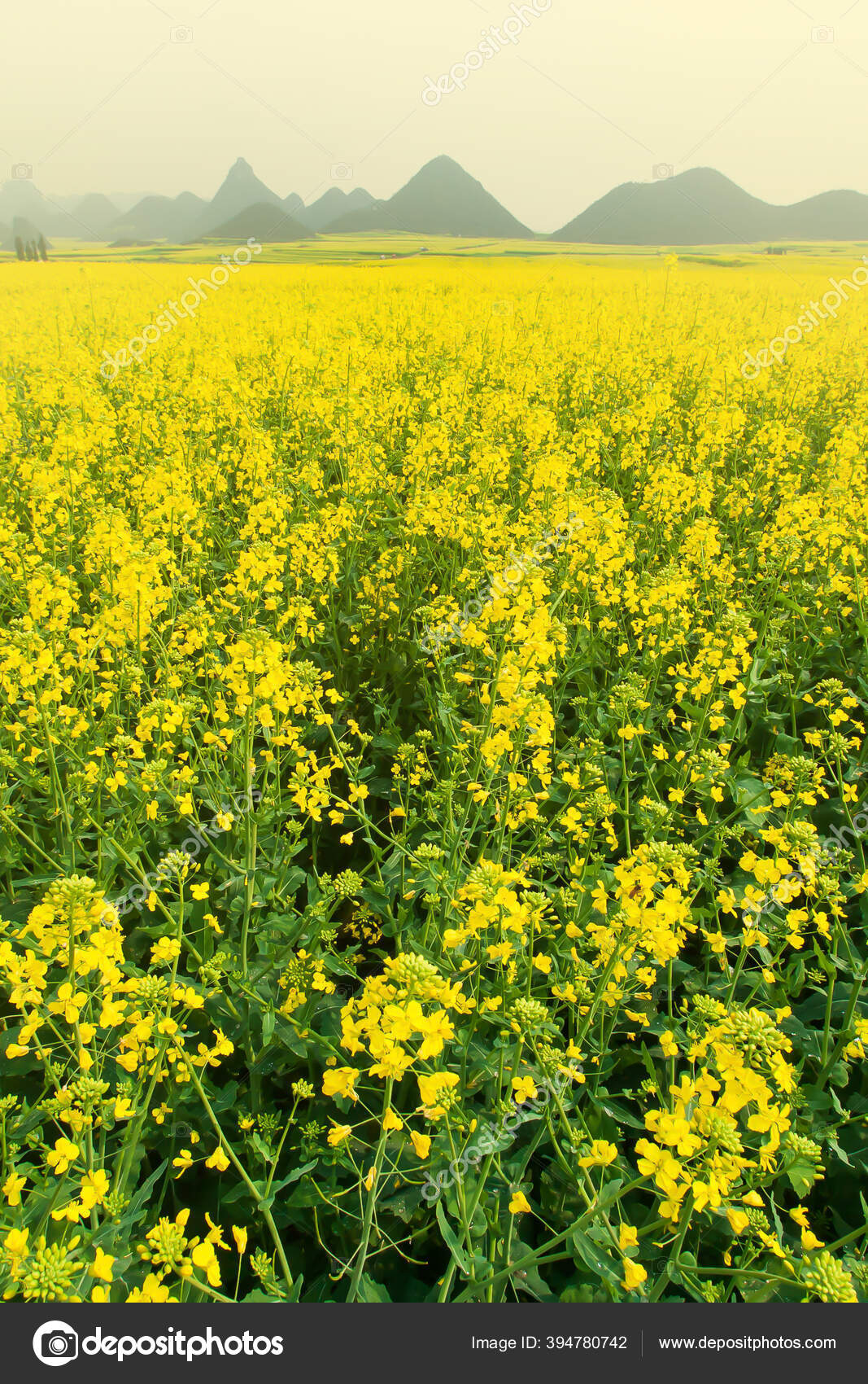 안개가 아름다운 경치를 간직하고 계곡에 꽃들이 아름다운 꽃들이 선택적 — 스톡 사진 © taneso99o #394780742, image size:1067x1700