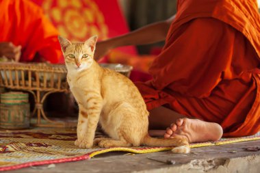 Çizgili kızıl kedi, ön plandaki hasırın üzerindeki kameraya bakıyor. Laos 'lu Budist rahibin arkasında bir tapınağın köşkünde yatıyor. Si Phan Don, Güney Laos.