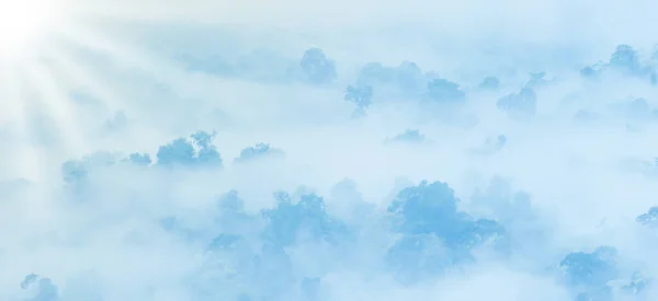 朝の霧の中で熱帯雨林のパノラマ風景 優しく白い霧の緑の木の枝をカバーします 朝のモチベーションコンセプト — ストック写真