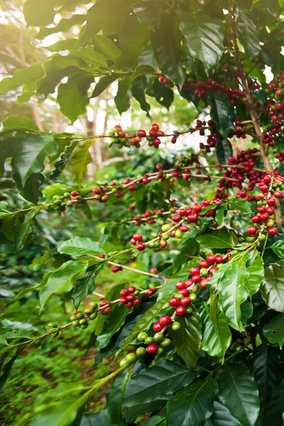 Čerstvé Červené Zralé Kávové Bobule Kávové Plantáži Při Východu Slunce — Stock fotografie
