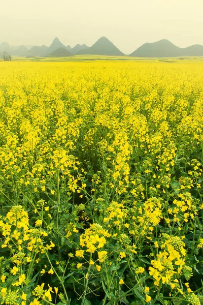 Impresionante Paisaje Campos Mostaza Niebla Mañana Flores Mostaza Amarillas Floreciendo — Foto de Stock