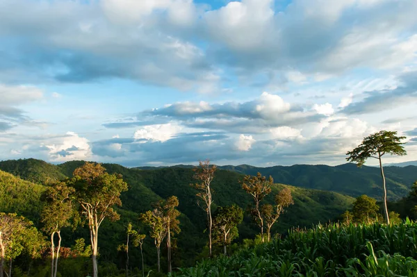 Landscape Corn Terraces Tropical Rainforest — Stock Photo, Image
