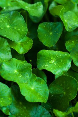 Taze yemyeşil Gotu Kola veya su damlalı Centella asiatikası, yağmurdan sonra damlayan parlak Gotu Kola yaprakları. Yakın plan. Üst görünüm.