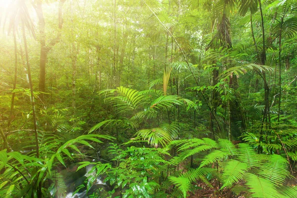 日の出の深い熱帯雨林 川沿いの熱帯植物の緑豊かな葉 シダとヤシの木の光沢のある葉 — ストック写真