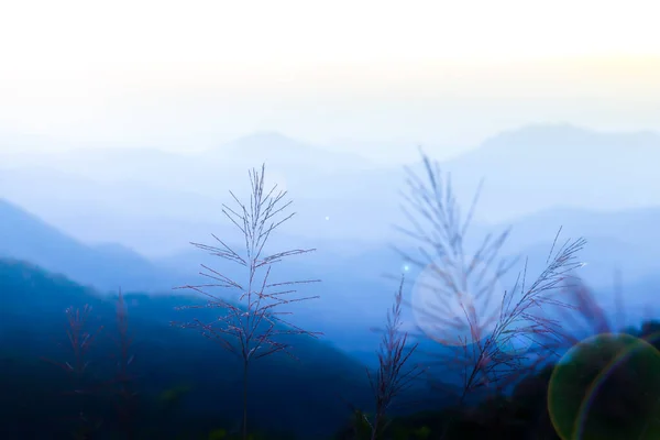 Освіжаючий Вид Гору Сході Сонця Квіти Тростини Гойдаються Вітрі Гірський — стокове фото